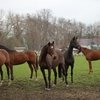 Конный завод «Восход»: на аукционе было продано лошадей чистокровной верховой породы на 2,5 млн рублей.