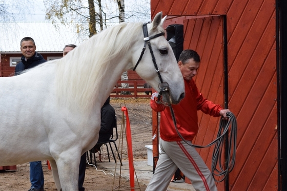 В Вельске открыли новую конюшню для сохранения орловских рысаков