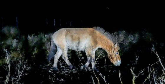 Исторический перелёт: как восемь лошадей Пржевальского доставили в хакасские степи