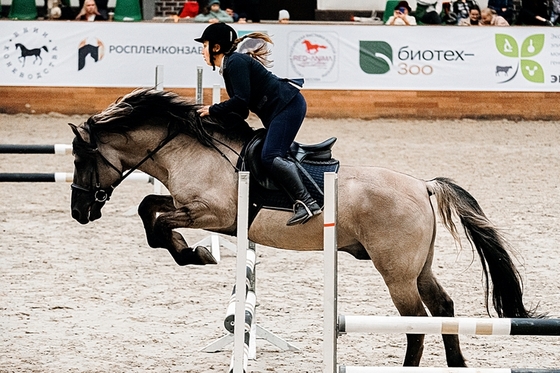 Вятка – спортивная лошадка?