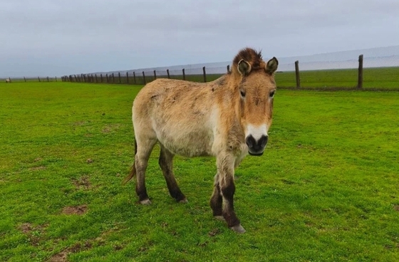  Живая легенда
