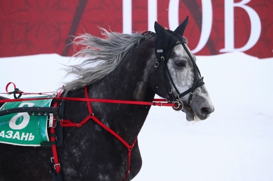 Всероссийский форум рысистого коневодства «ПРОФИ-ТРОТ» впервые пройдет в Казани