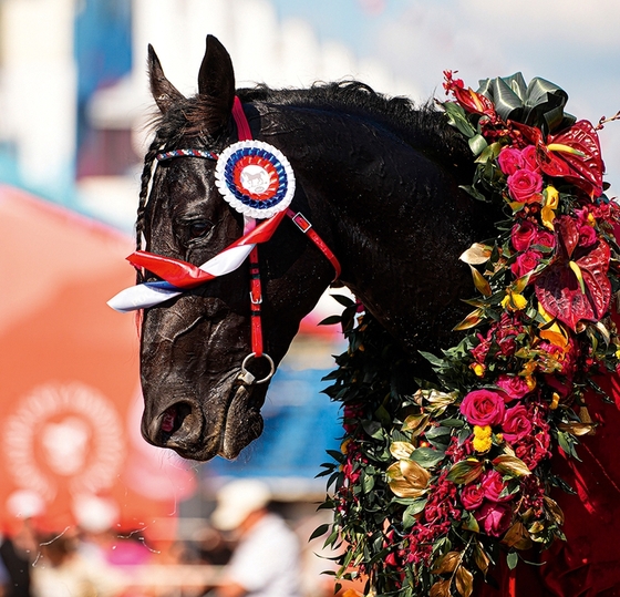 Победила липецкая «Дружба»