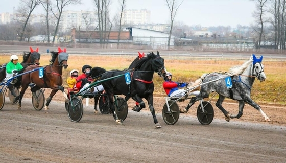 Завиваловский конный завод: 200 лет традиций на грани исчезновения?