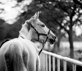 Этап LGCT в Дохе официально отменен
