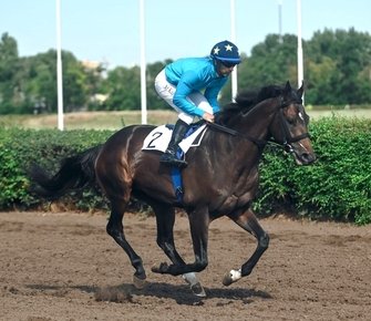 Ростовский ипподром объявил о старте скакового сезона-2026