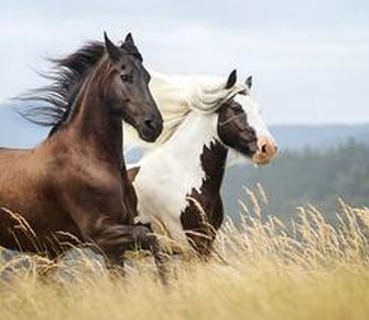 История Завиваловского конного завода