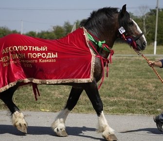 К 80-летию породы: 41 владимирский тяжеловоз выйдет на ринги в Чечне