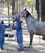  Смертельный вирус Хендра вернулся в Квинсленд