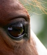 История одного чуда