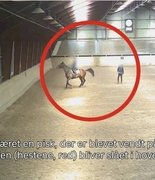 Тренер молодёжной сборной Дании уволен за жестокое обращение с лошадьми 