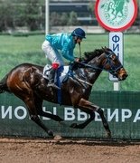 Новый ипподром в Ростове появится на Левом берегу Дона