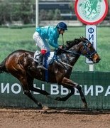 На ростовском ипподроме прошли скачки в закрытом формате