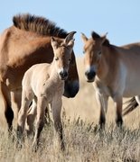 Первые жеребята программы возвращения лошадей Пржевальского получили имена